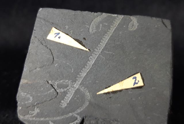 Monograptus priodon (BRONN 1835) & Oktavites spiralis (GEINITZ 1842) - Bild © FossNet FossilienStore
